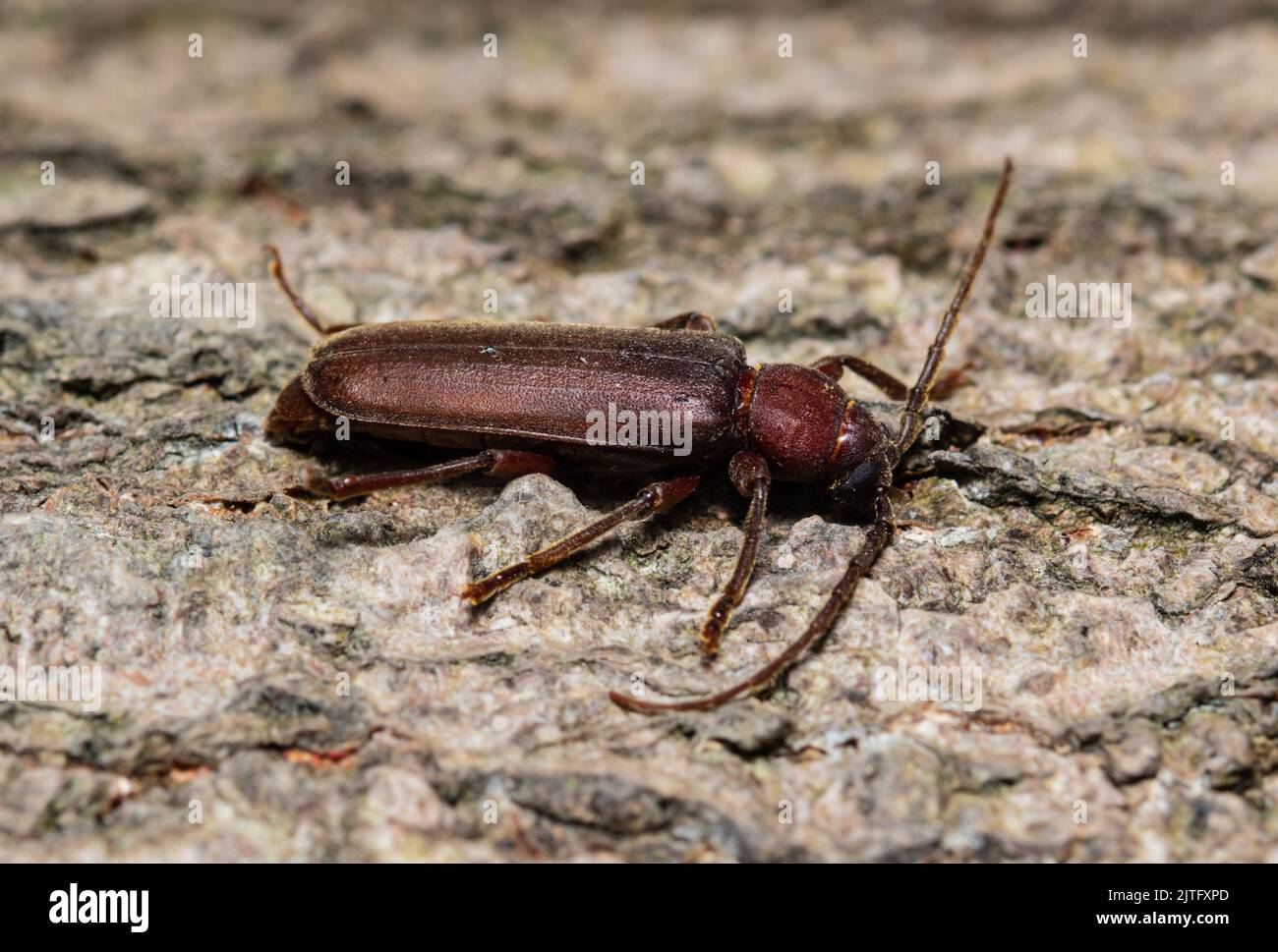 A Dusky Long Horn beetle, Arhopalus rusticus, Stock Photo