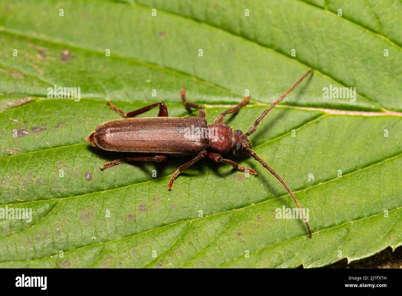 A Dusky Long Horn beetle, Arhopalus rusticus, resting on a leaf. Stock Photo