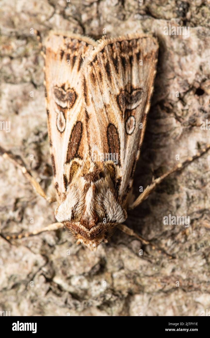 Archer's Dart moth, Agrotis vestigialis, resting on bark. Stock Photo