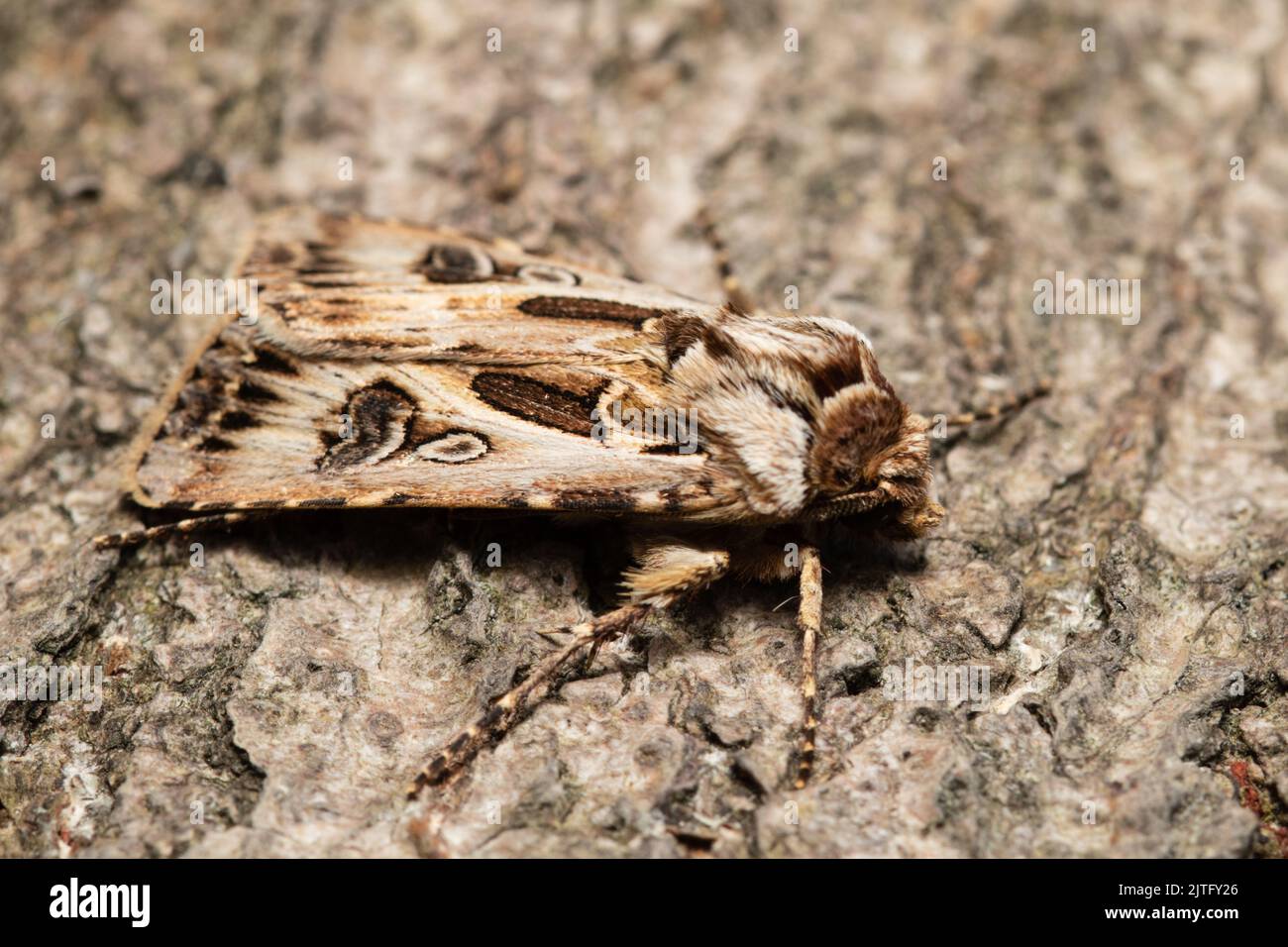 Archer's Dart moth, Agrotis vestigialis, resting on bark. Stock Photo