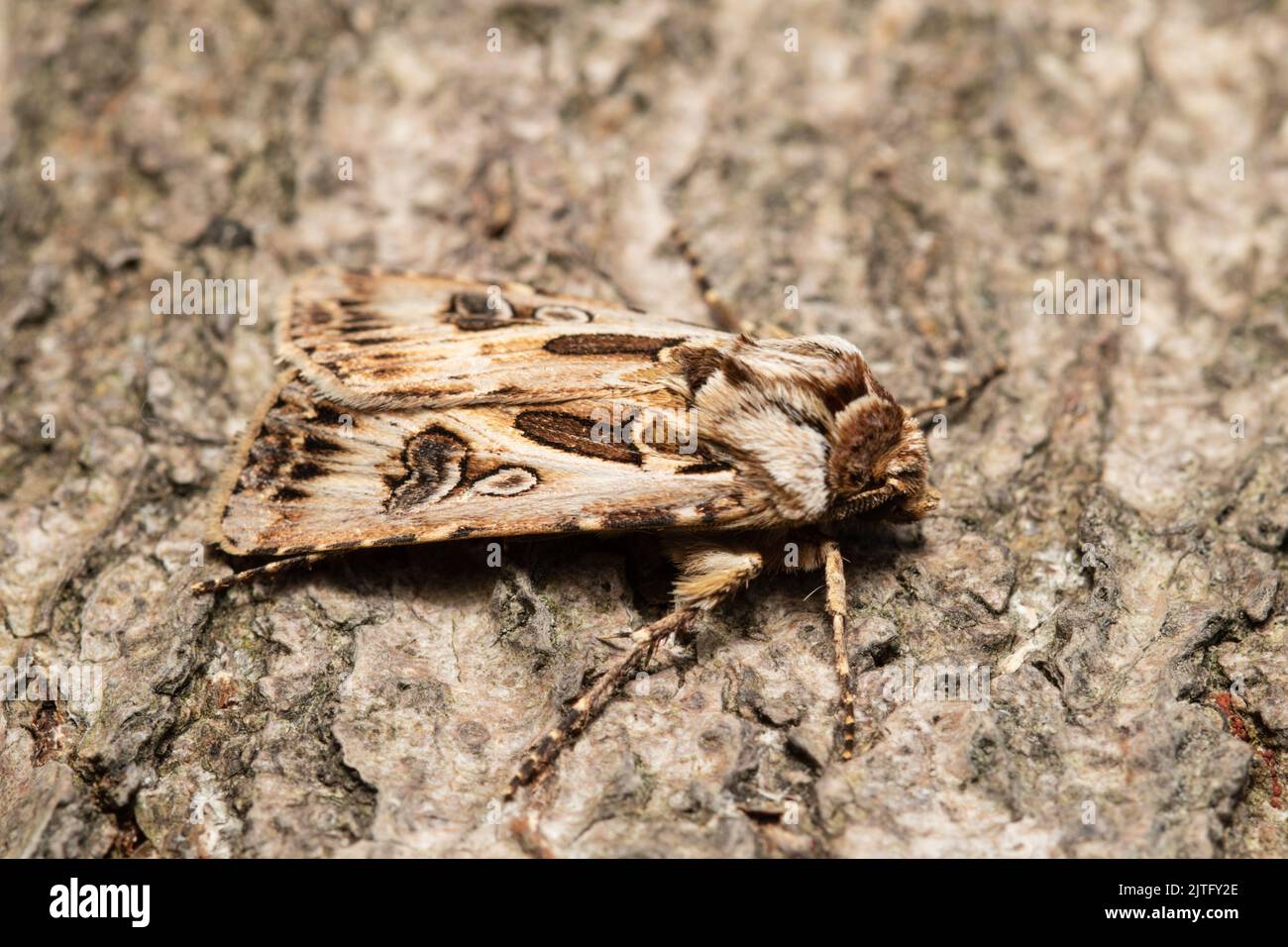 Archer's Dart moth, Agrotis vestigialis, resting on bark. Stock Photo