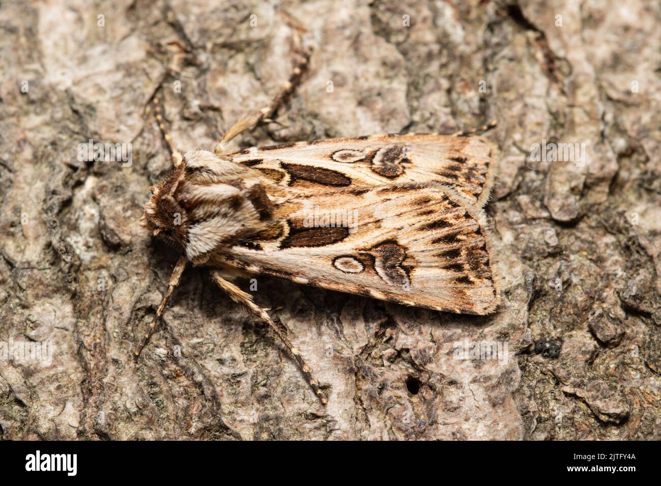 Archer's Dart moth, Agrotis vestigialis, resting on bark. Stock Photo