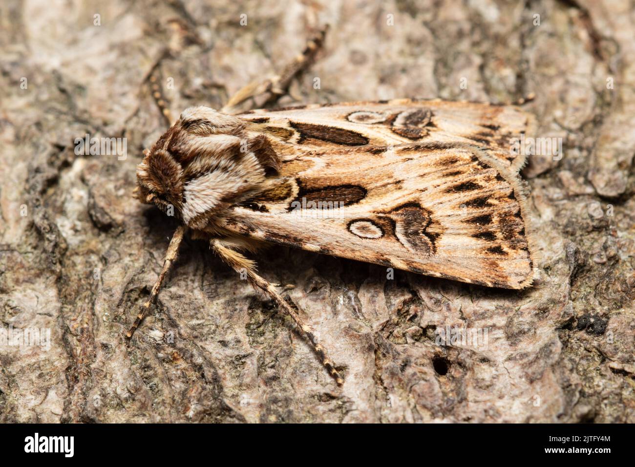 Archer's Dart moth, Agrotis vestigialis, resting on bark. Stock Photo