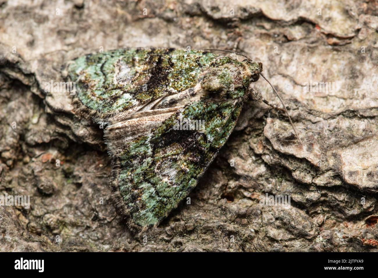 A Tree-lichen Beauty moth, Cryphia algae, perched on the bark of a tree. Stock Photo