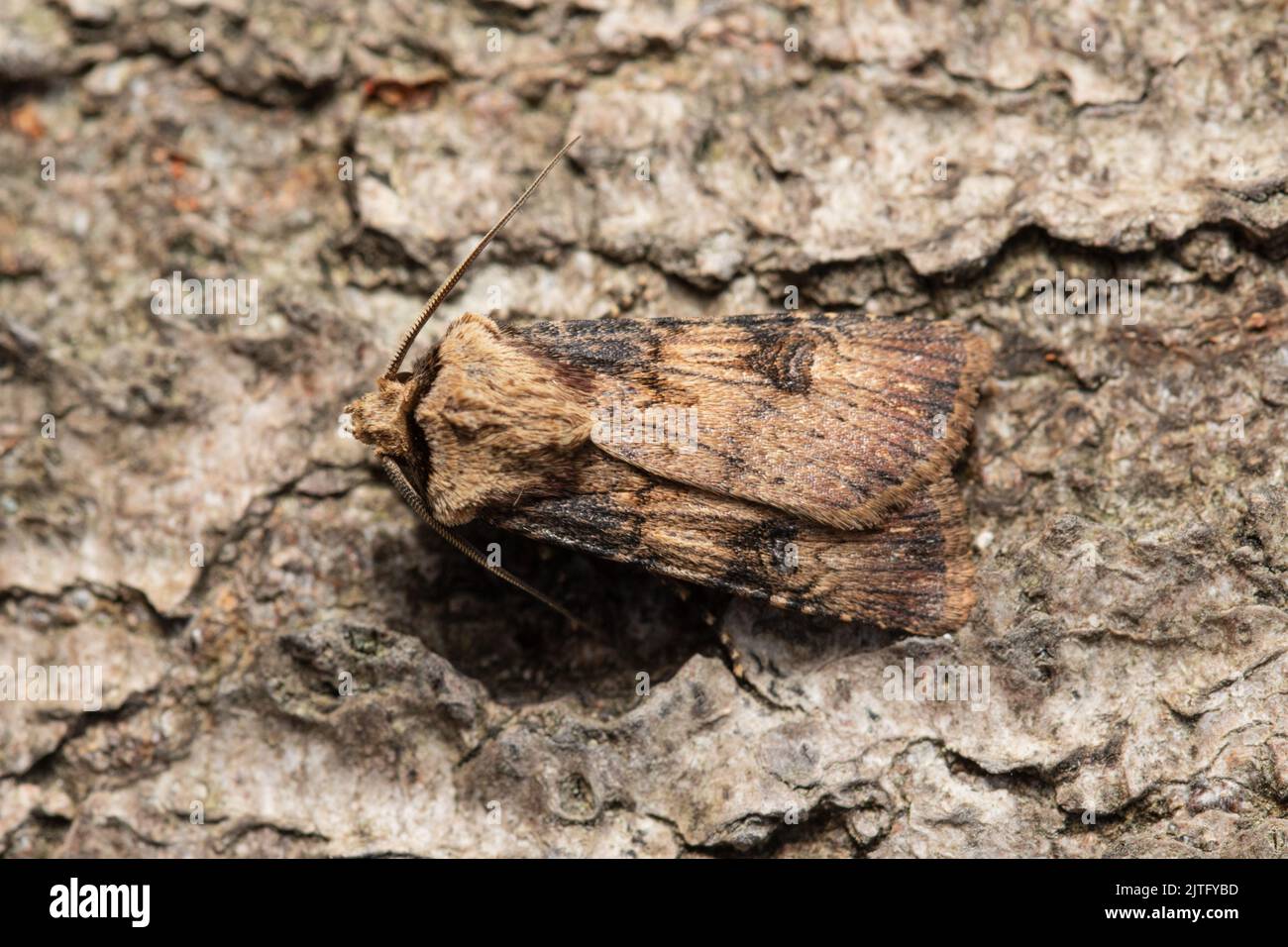 A Shuttle-shaped Dart moth, Agrotis puta, resting on the bark of a tree. Stock Photo