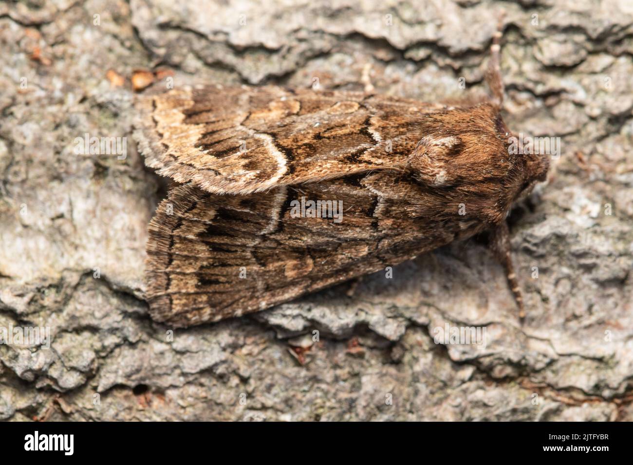 A Straw Underwing moth, Thalpophila matura, resting on the bark of a tree. Stock Photo