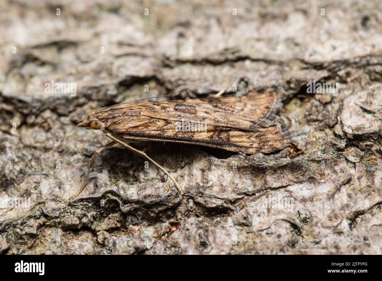 A Rush Veneer moth,Nomophila noctuella, resting on the bark of a tree. Stock Photo