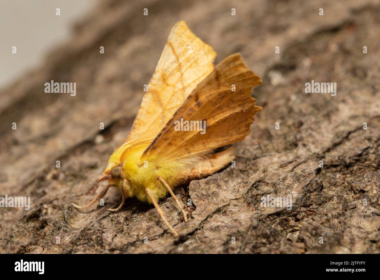 A September Thorn moth, Ennomos erosaria, resting on a rotten log. Stock Photo