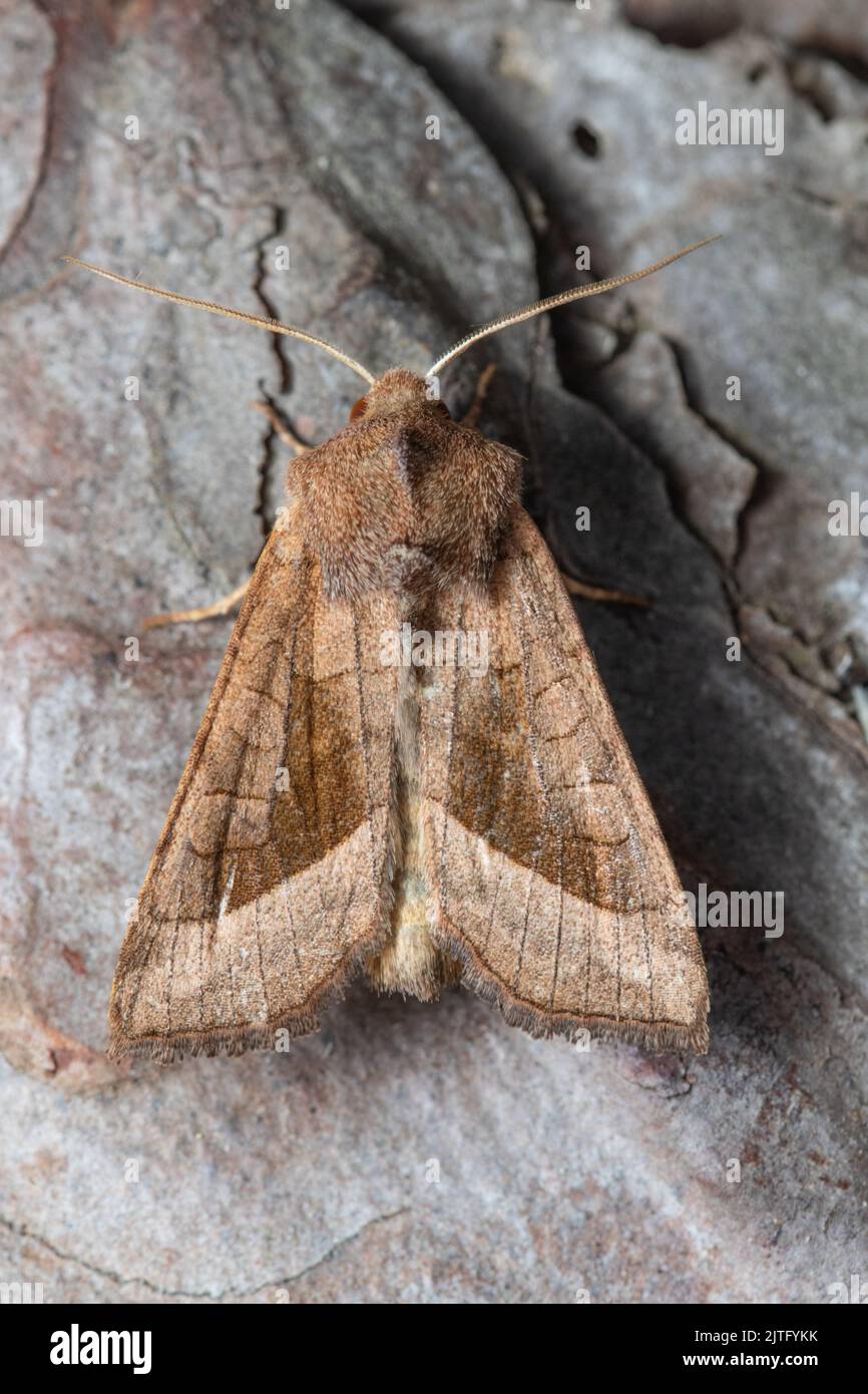 A Rosy Rustic moth, Hydraecia micacea, resting on the bark of a tree. Stock Photo