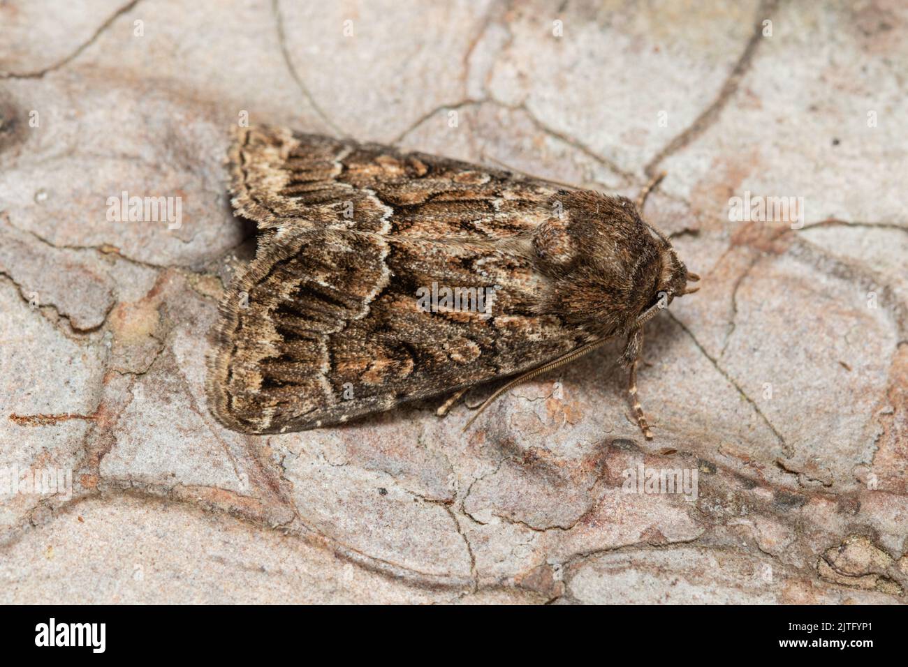 A Copper Underwing agg. moth, Amphipyra pyramidea, also known as humped green fruitworm or pyramidal green fruitworm resting on the bark of a tree. Stock Photo