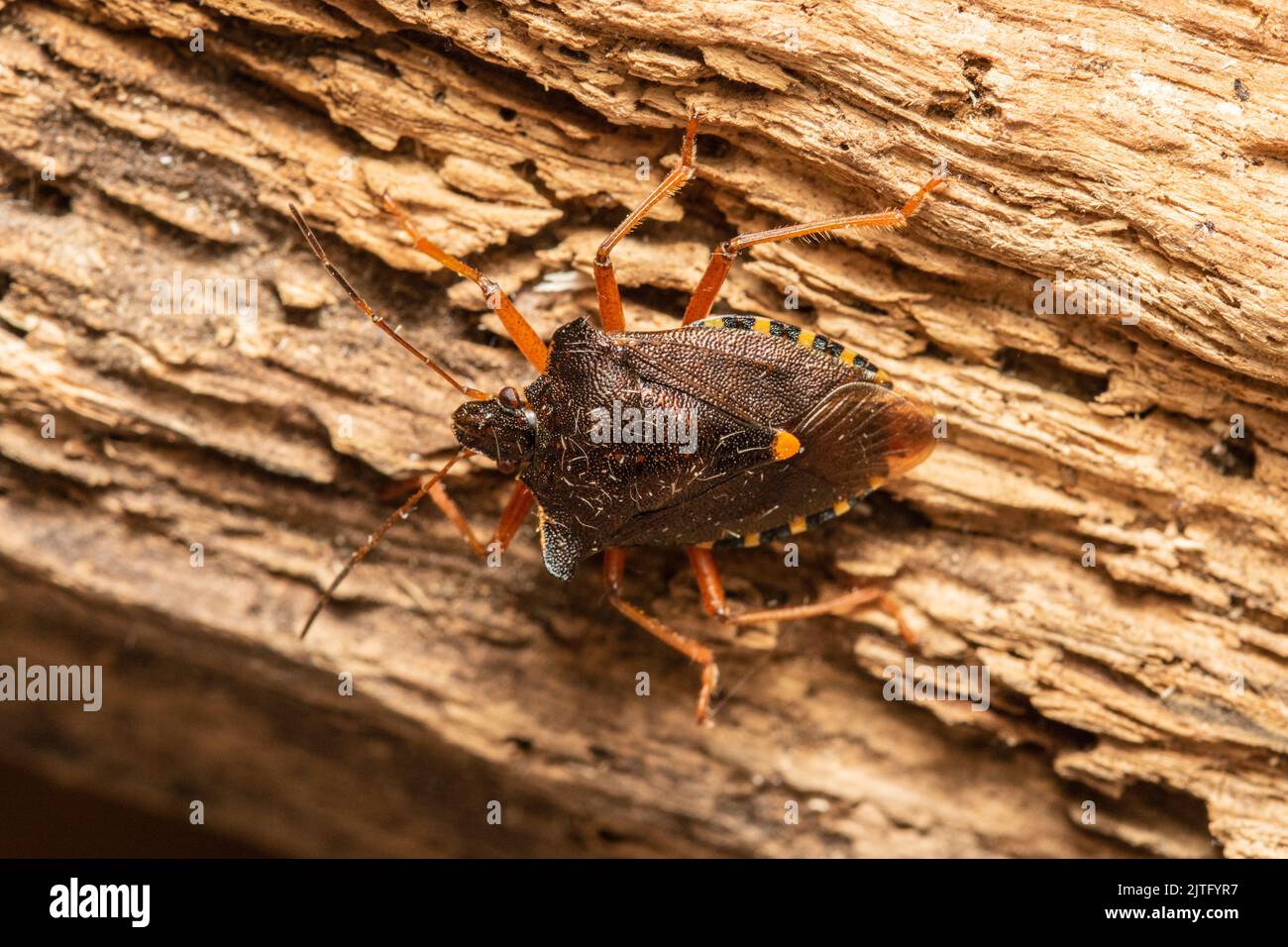 A forest bug also known as red-legged shieldbug, Pentatoma rufipes, perched on a rotten log. Stock Photo