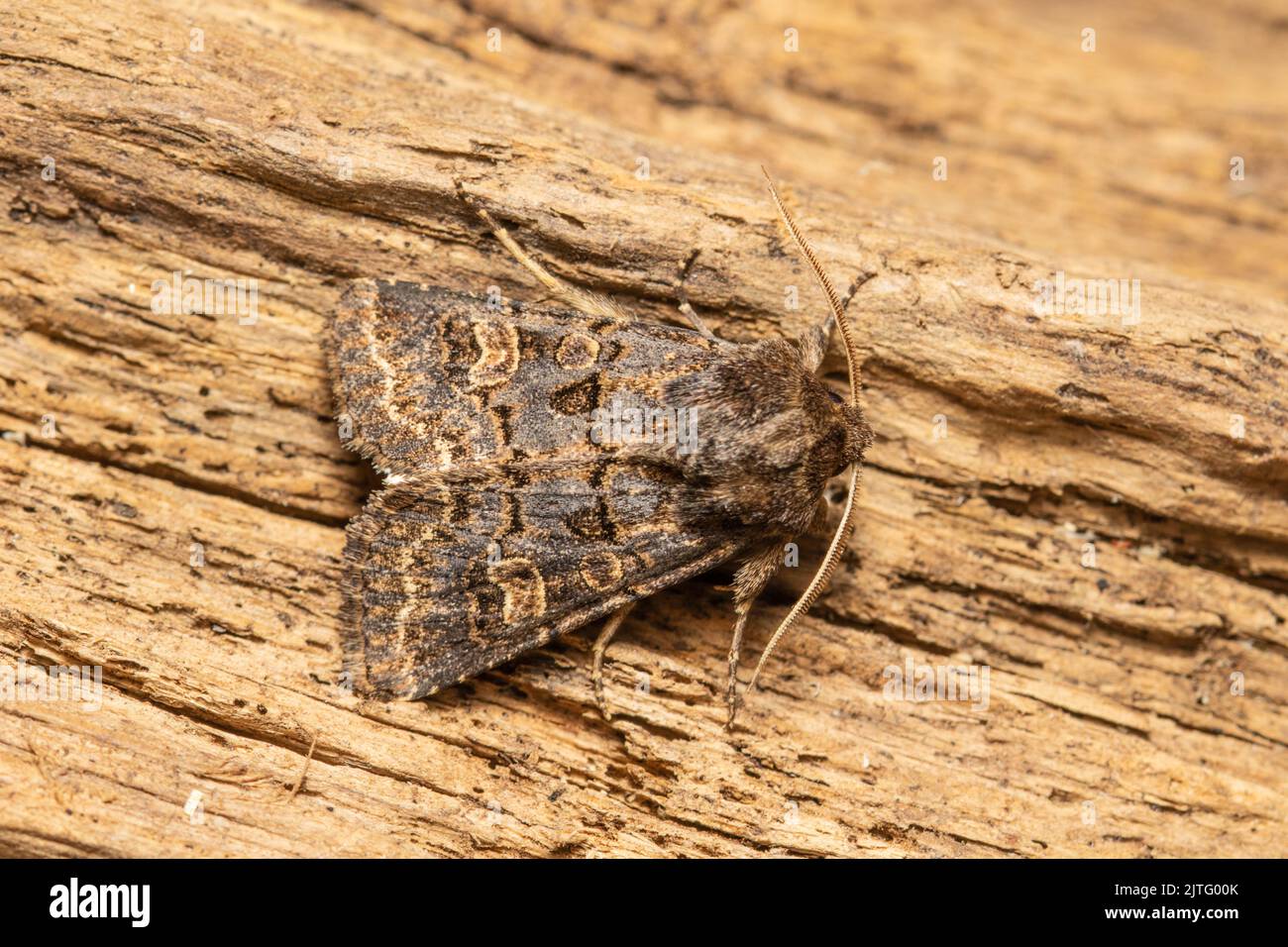 A Hedge Rustic moth, Tholera cespitis, resting on a rotten log. Stock Photo