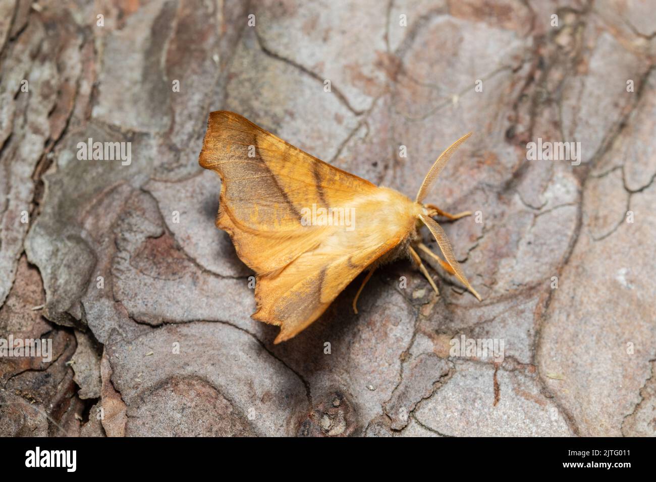 A Dusky Thorn moth, Ennomos fuscantaria, resting on the bark of a tree. Stock Photo