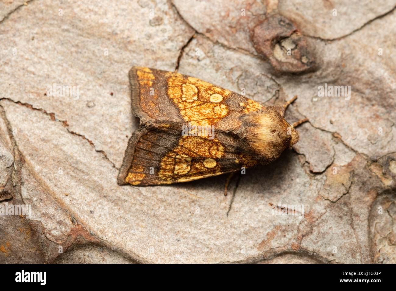 A Frosted Orange moth, Gortyna flavago, resting on tree bark. Stock Photo