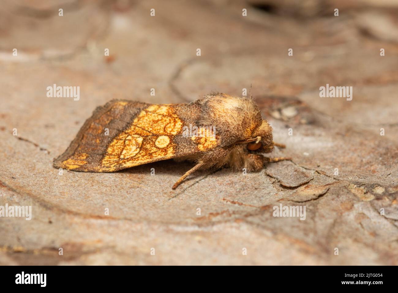 A Frosted Orange moth, Gortyna flavago, resting on tree bark. Stock Photo