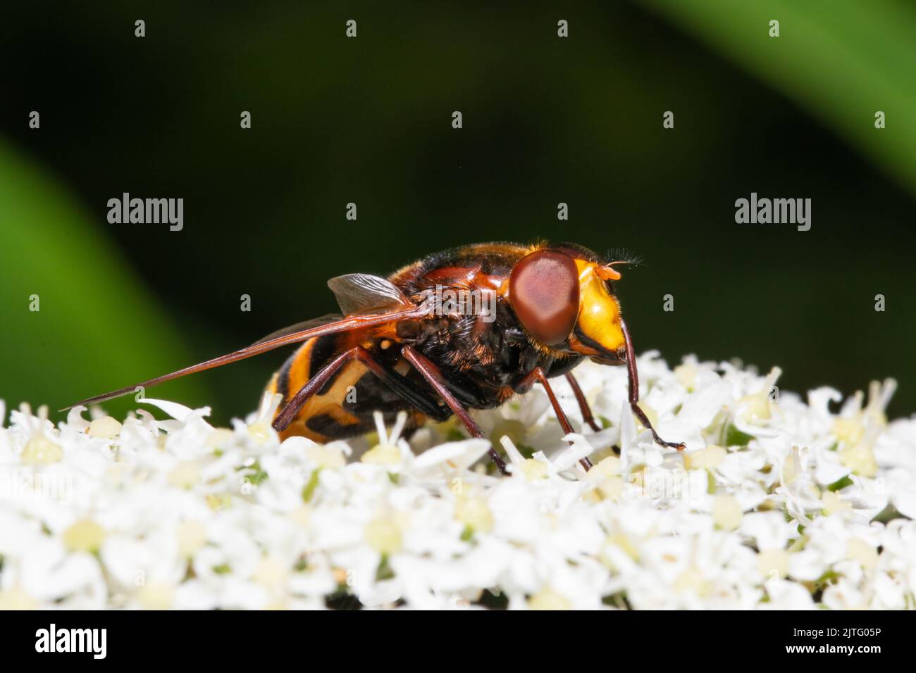 A hornet mimic hoverfly, Volucella zonaria, feeding on white flowers. Stock Photo