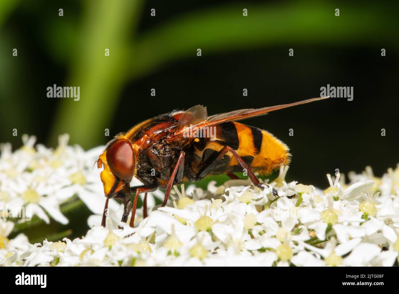 A hornet mimic hoverfly, Volucella zonaria, feeding on white flowers. Stock Photo