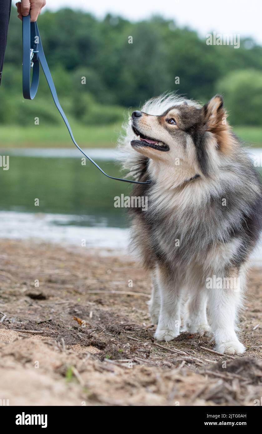 Portrait of a young Finnish Lapphund dog on the beach Stock Photo - Alamy