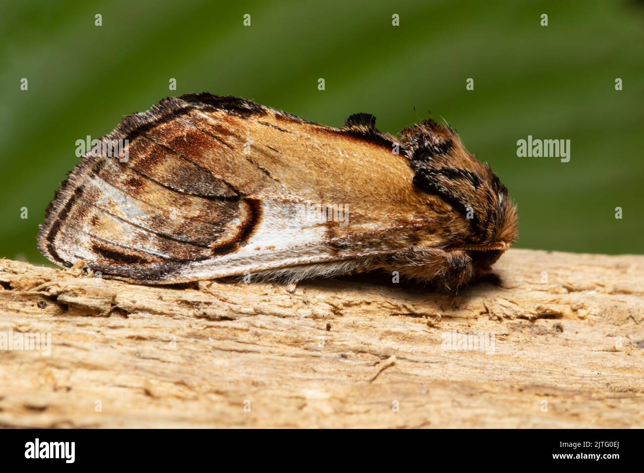 A Pebble Prominent moth, Notodonta ziczac, resting on a rotten log. Stock Photo