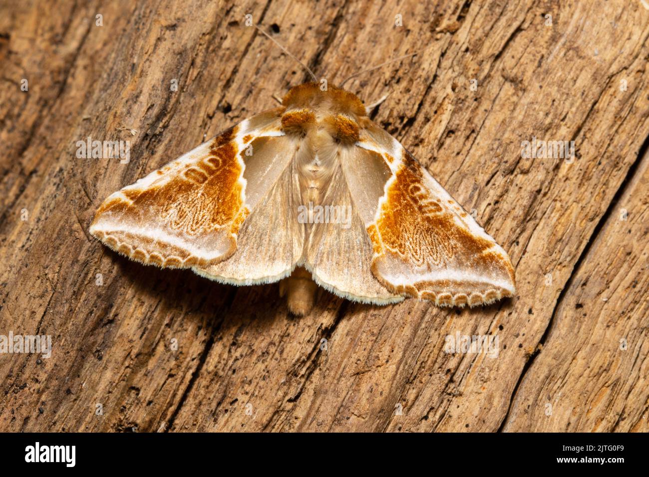 A Buff Arches moth, Habrosyne pyritoides, resting on a rotten log. Stock Photo