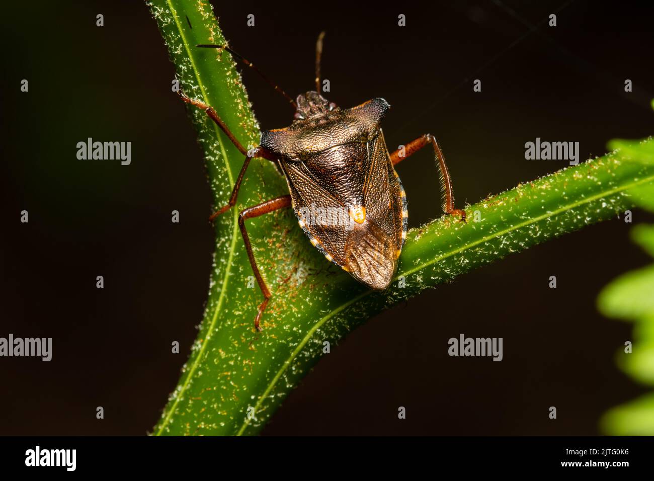 A forest bug also known as red-legged shieldbug, Pentatoma rufipes, perched on a plant stem. Stock Photo