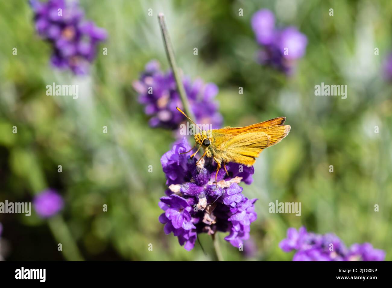 A small skipper butterfly, Thymelicus sylvestris, feeding on a flower. Stock Photo