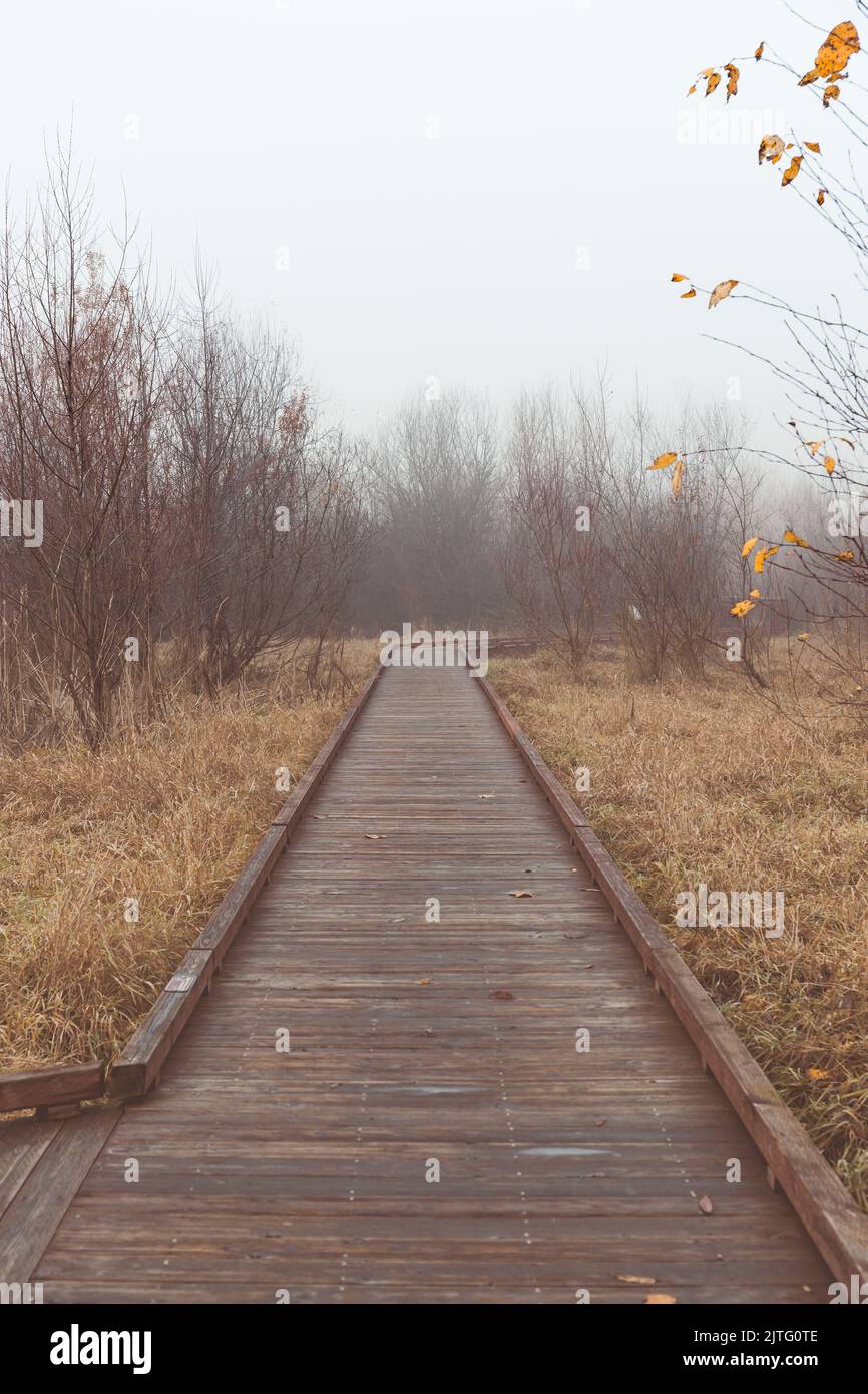 Wooden Boardwalk Path in Environmental Park Meadow with Fog in Autumn Stock Photo