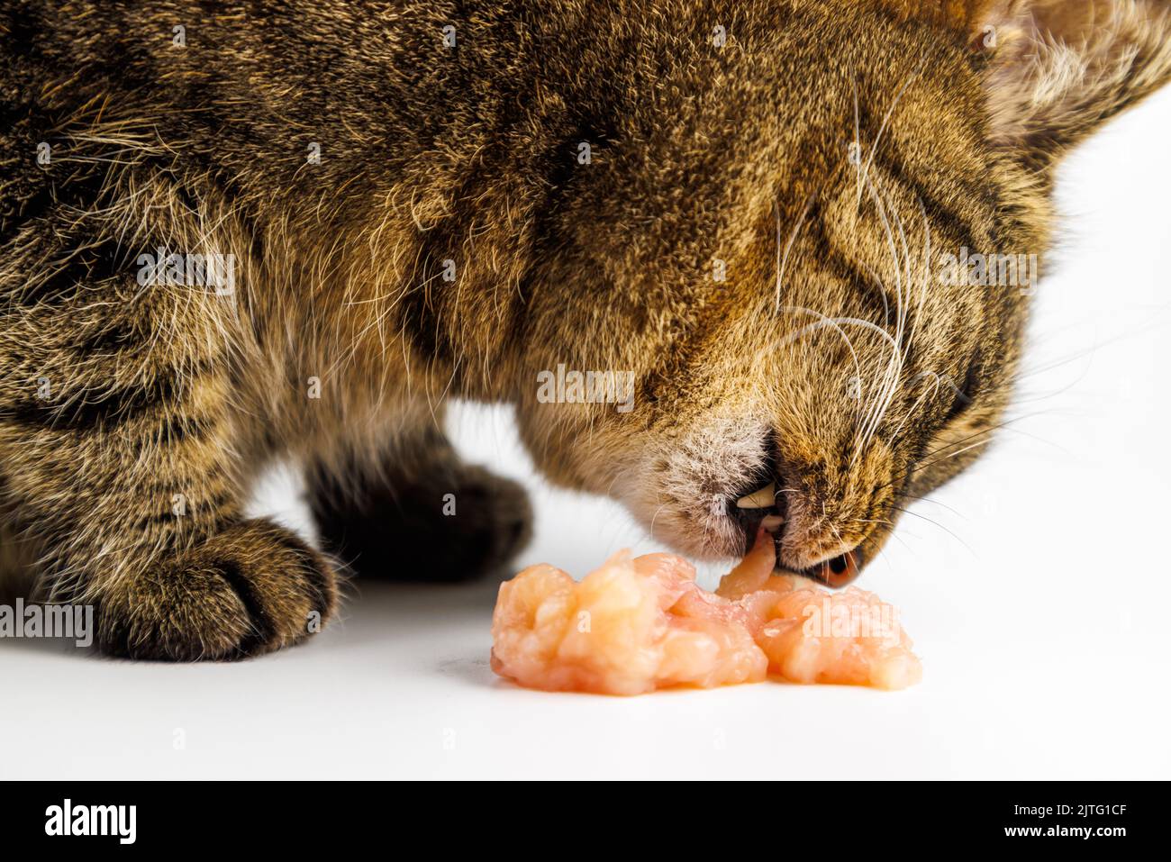 tabby cat eating raw chicken meat on white background Stock Photo Alamy