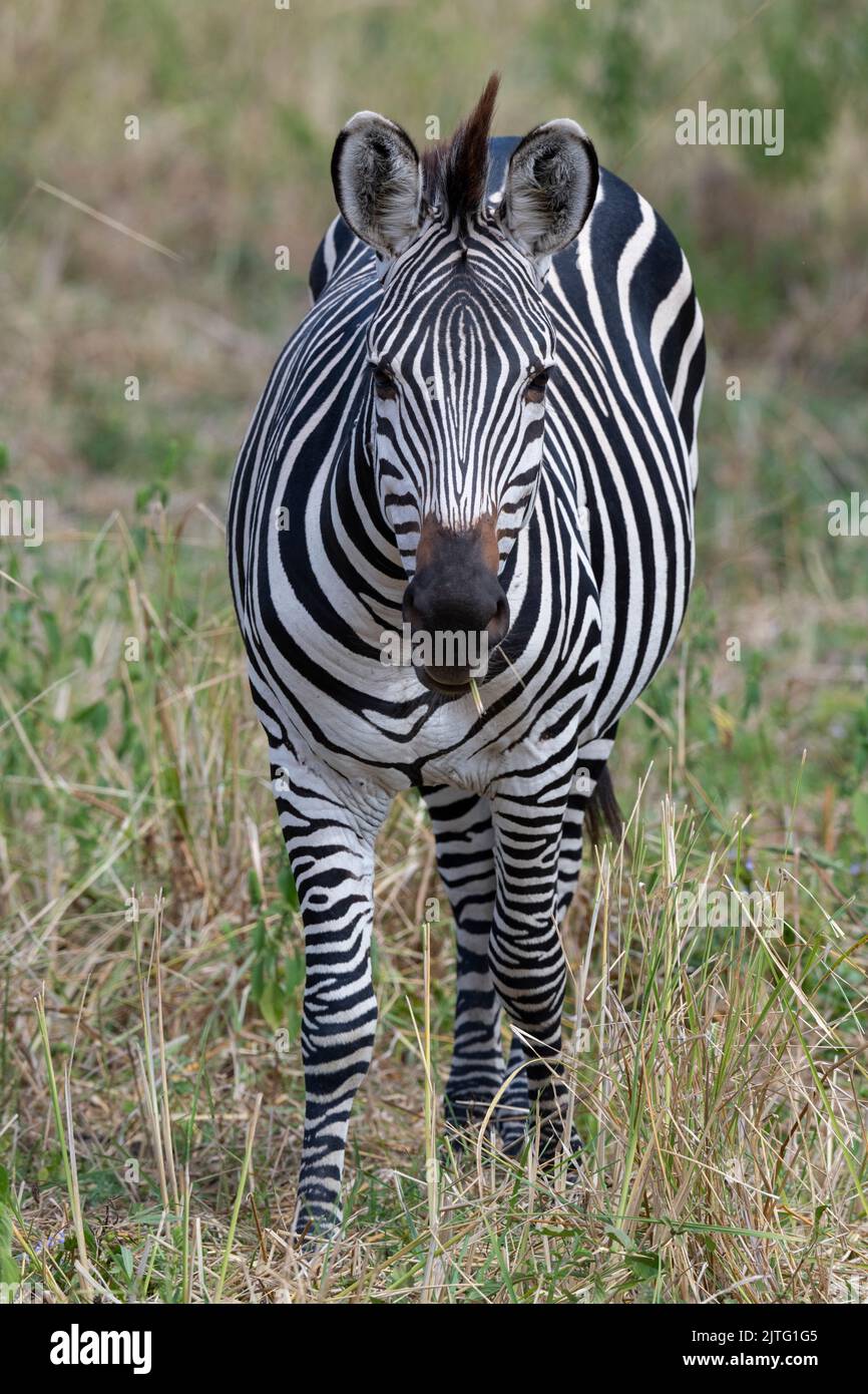 Zambia, South Luangwa National Park. Crawshay's zebra (WILD: Equus quagga crawshayi) Stock Photo