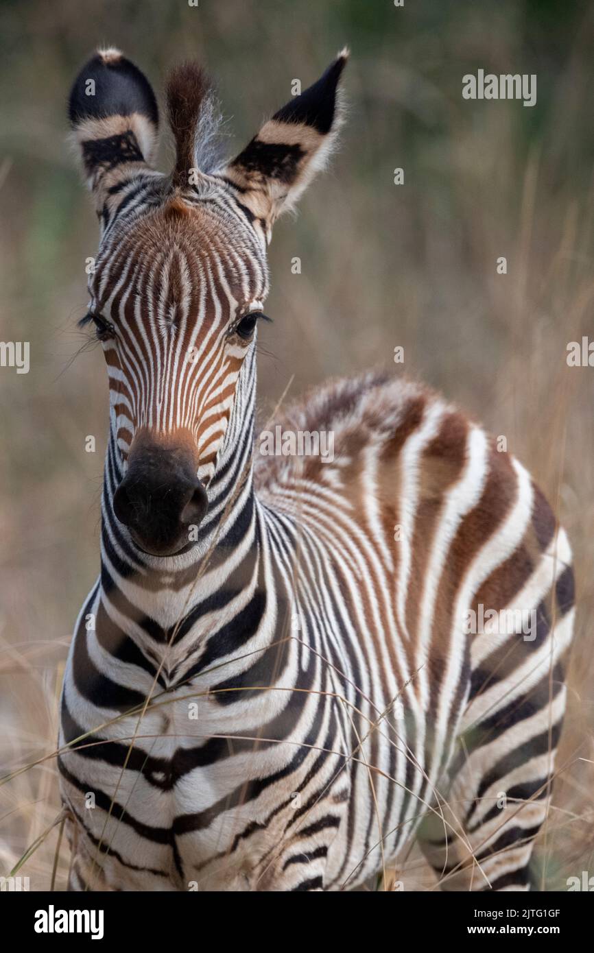 Zambia, South Luangwa National Park. Young Crawshay's zebra, face detail (WILD: Equus quagga crawshayi) Stock Photo