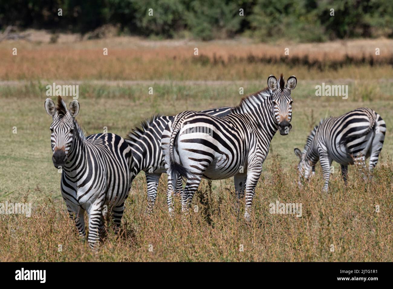 Zambia, South Luangwa National Park. Herd of Crawshay's zebras (WILD: Equus quagga crawshayi) Stock Photo