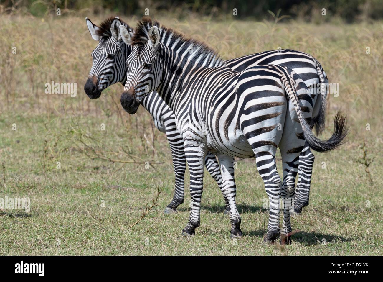 Zambia, South Luangwa National Park. Herd of Crawshay's zebras (WILD: Equus quagga crawshayi) Stock Photo