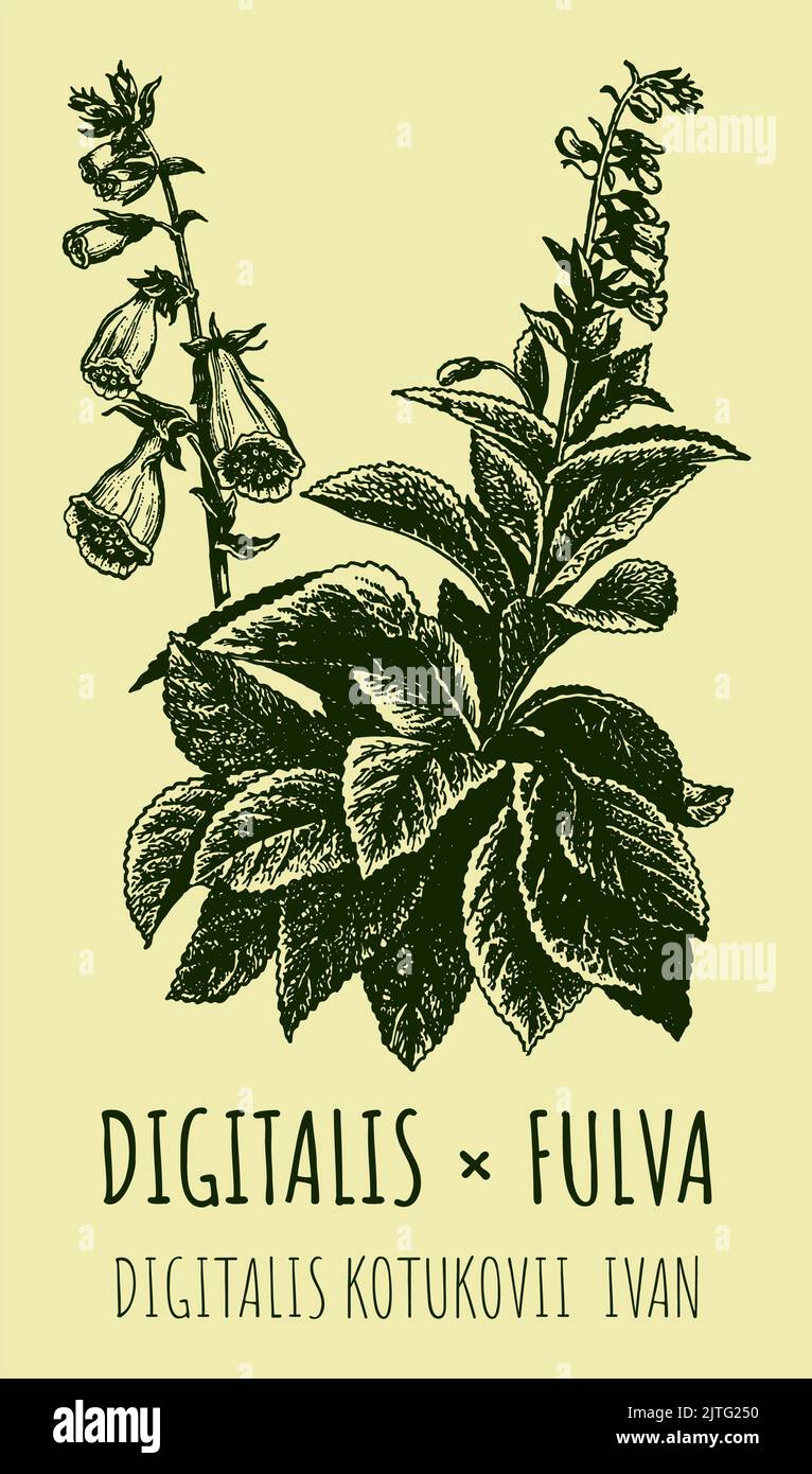 Vector drawing digitalis. Hand drawn illustration. The Latin name is DIGITALIS FULVA KOTUKOVI