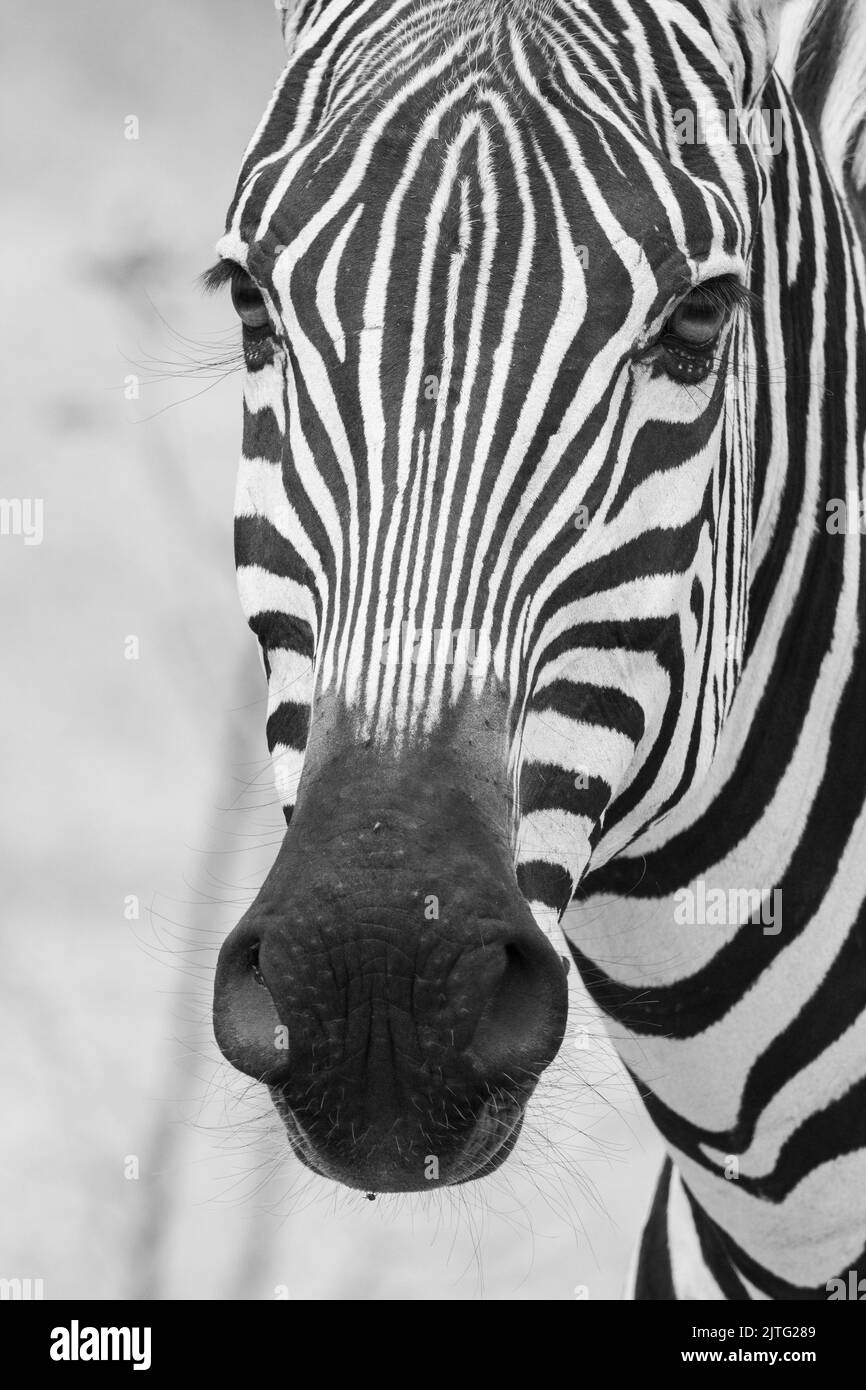 Zambia, South Luangwa National Park. Crawshay's zebra, face detail (WILD: Equus quagga crawshayi) Stock Photo