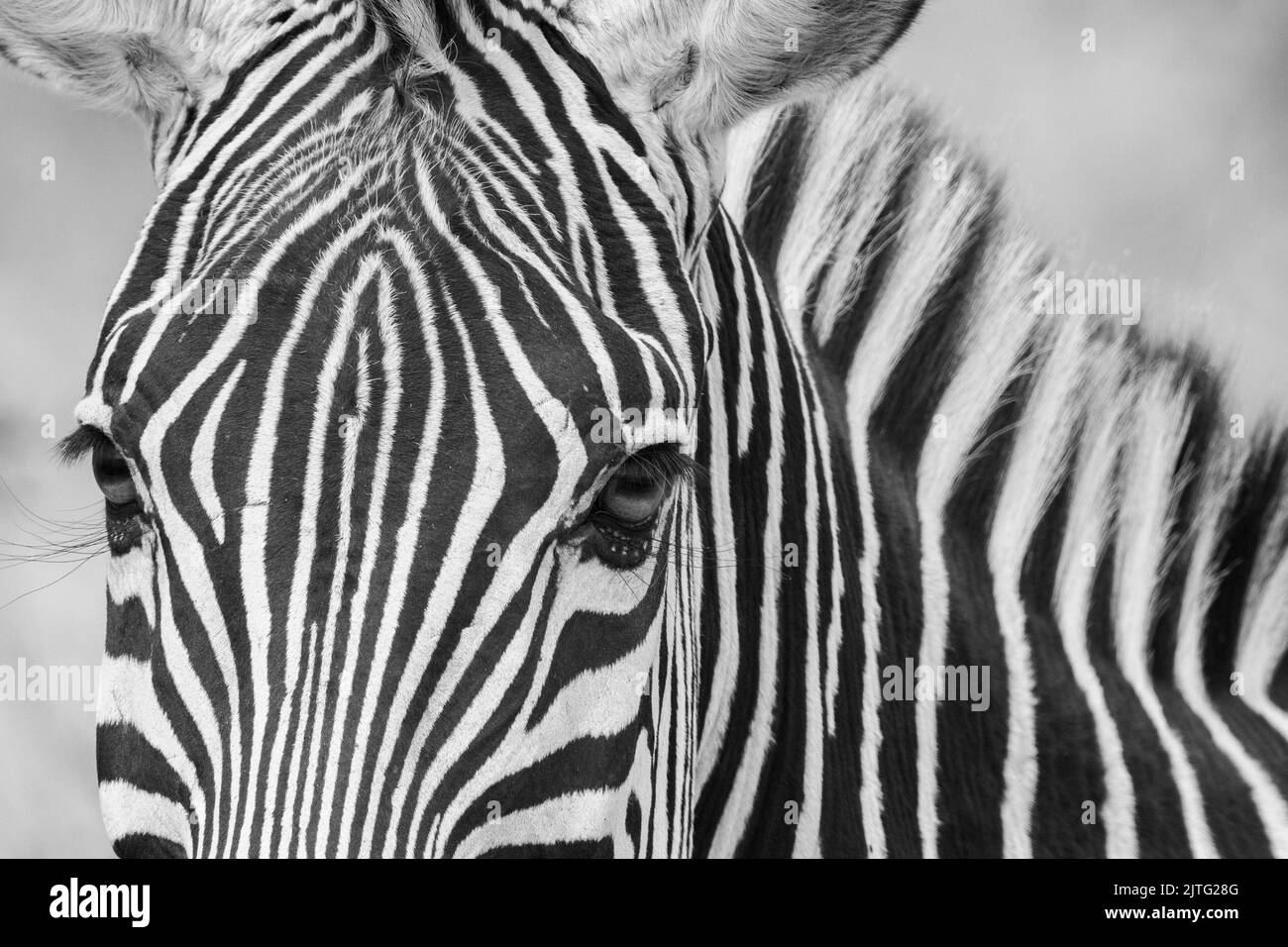 Zambia, South Luangwa National Park. Crawshay's zebra, face detail (WILD: Equus quagga crawshayi) Stock Photo