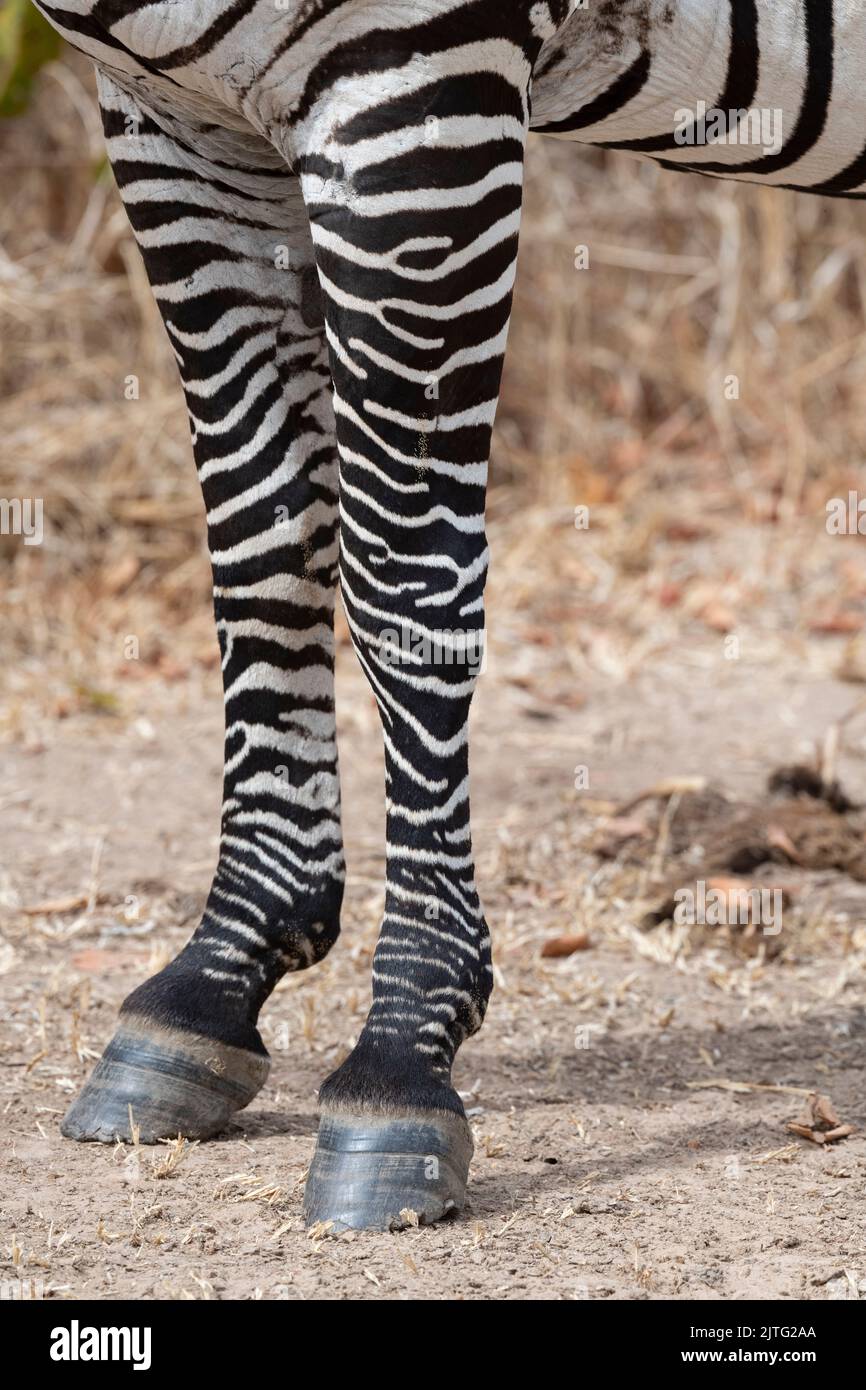 Zambia, South Luangwa National Park. Crawshay's zebra, leg stripe detail (WILD: Equus quagga crawshayi) Stock Photo