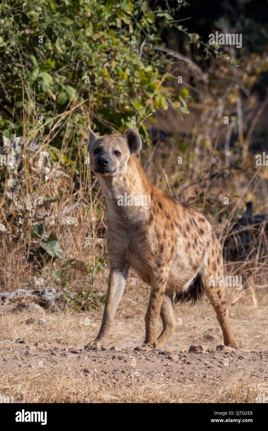 Zambia, South Luangwa National Park. Spotted hyena (WILD: Crocuta crocuta) Stock Photo