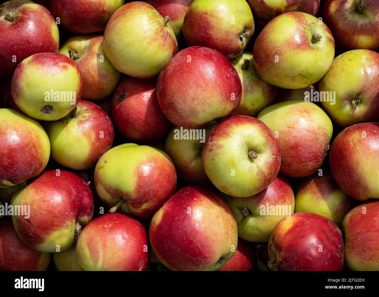 Red apples on display at a market Stock Photo