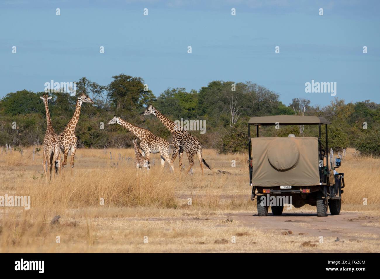 Zambia, South Luangwa National Park. Safari jeep with Thornicroft's giraffe (WILD: Giraffa camelopardalis thornicrofti) endemic to Luangwa. Endangered Stock Photo