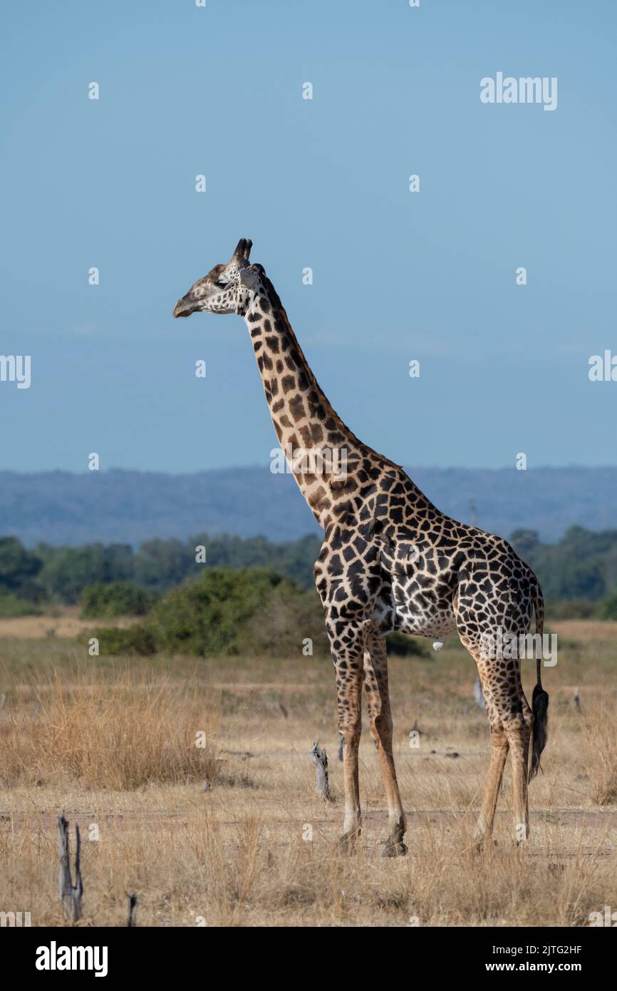 Zambia, South Luangwa National Park. Thornicroft's giraffe (WILD: Giraffa camelopardalis thornicrofti) endemic to Luangwa. Endangered species. Stock Photo