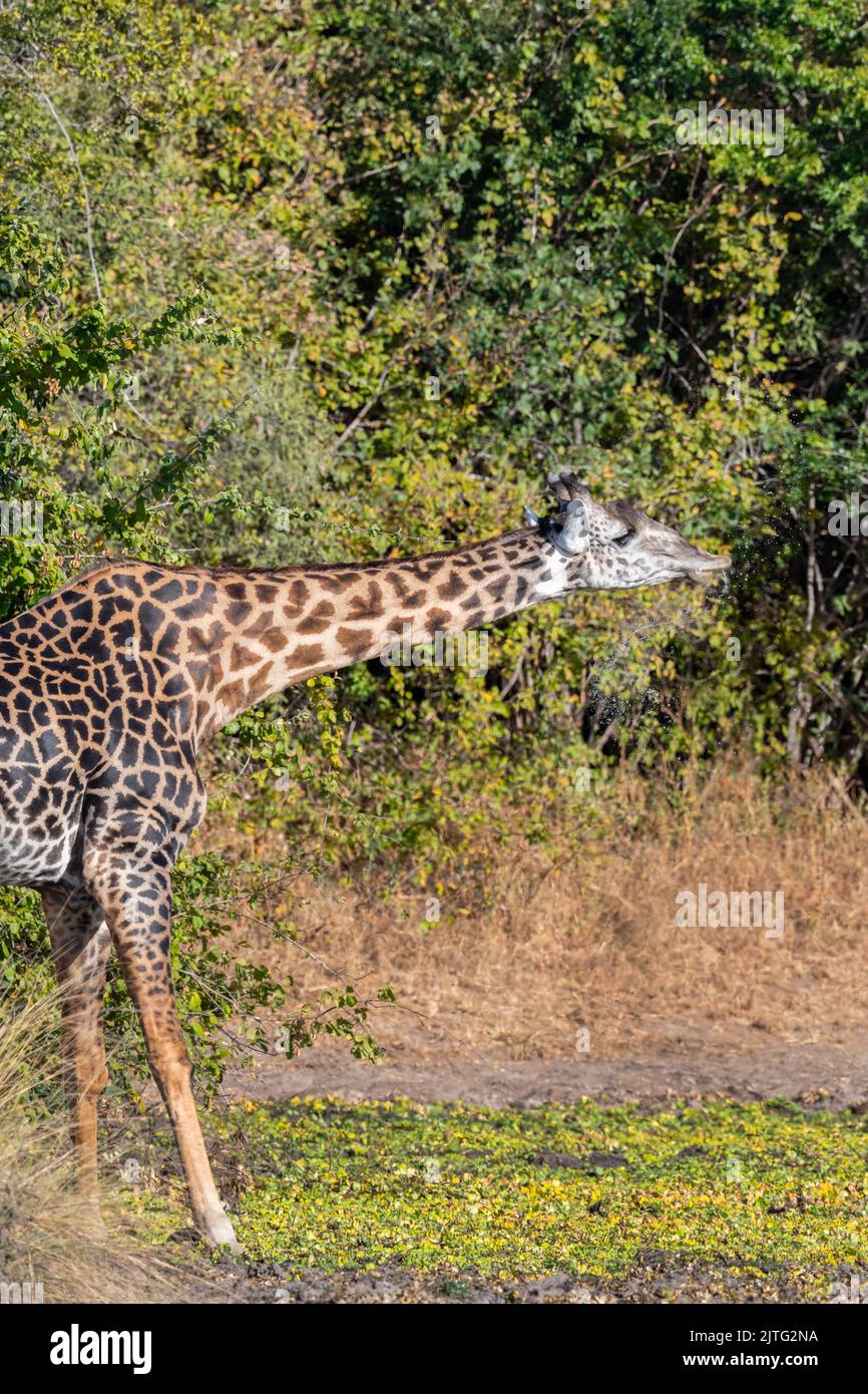 Zambia, South Luangwa National Park. Thornicroft's giraffe drinking (WILD: Giraffa camelopardalis thornicrofti) endemic to Luangwa. Endangered species Stock Photo