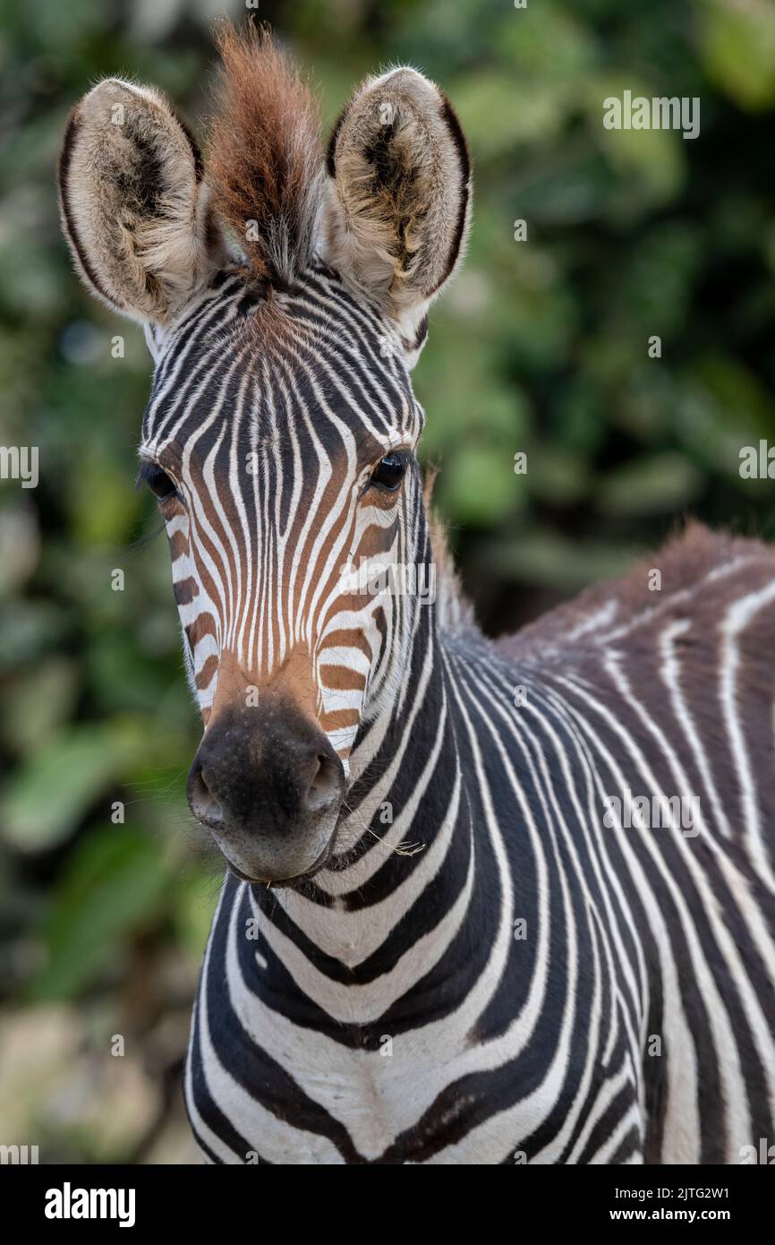 Zambia, South Luangwa National Park. Young Crawshay's zebra, face detail (WILD: Equus quagga crawshayi) Stock Photo