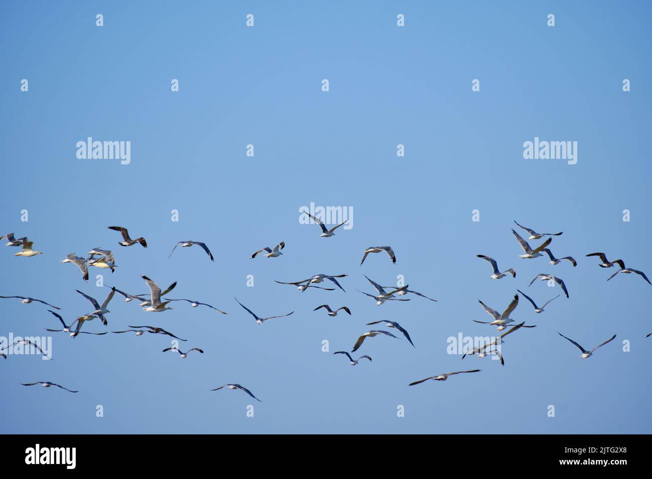 Flock flying seagulls against blue sky Stock Photo