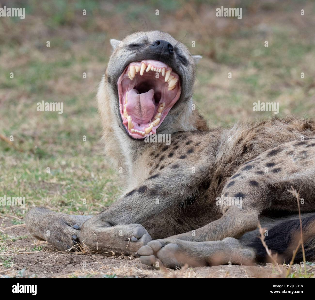 Zambia, South Luangwa National Park. Spotted hyena showing impressive teeth (WILD: Crocuta crocuta) Stock Photo