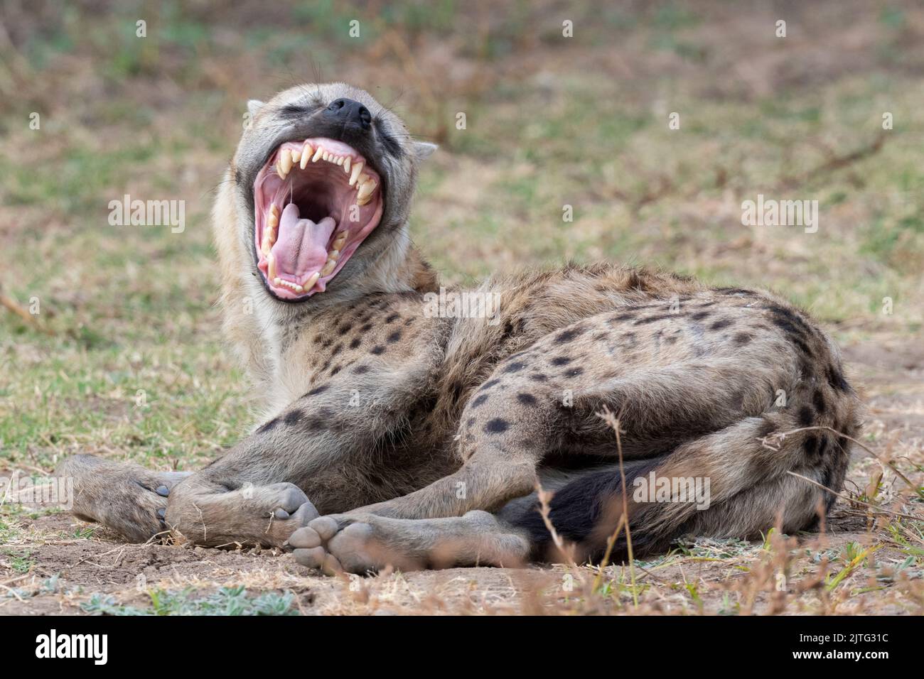 Zambia, South Luangwa National Park. Spotted hyena showing impressive teeth (WILD: Crocuta crocuta) Stock Photo