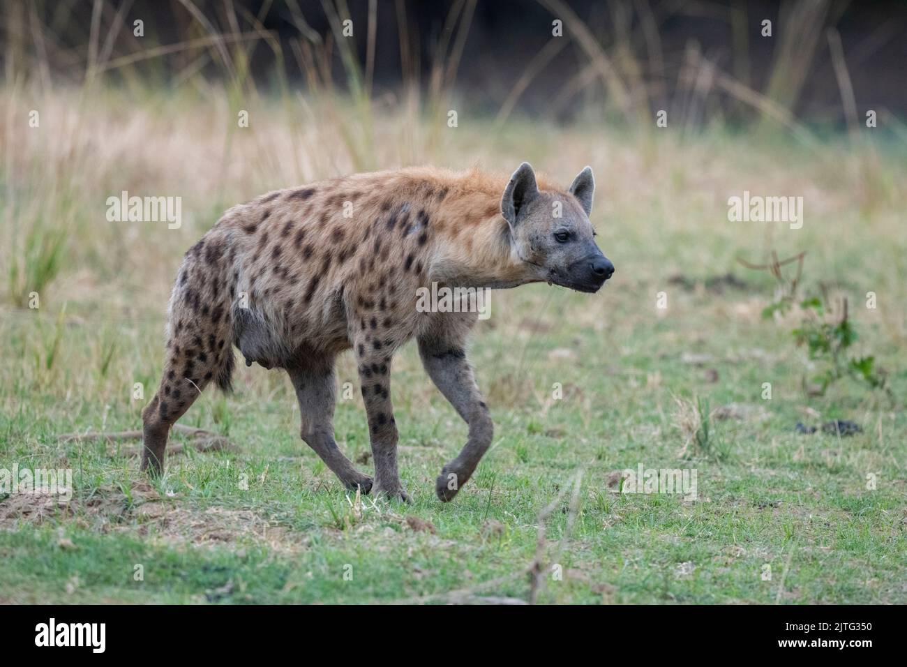 Zambia, South Luangwa National Park. Pregnant female spotted hyena (WILD: Crocuta crocuta) Stock Photo