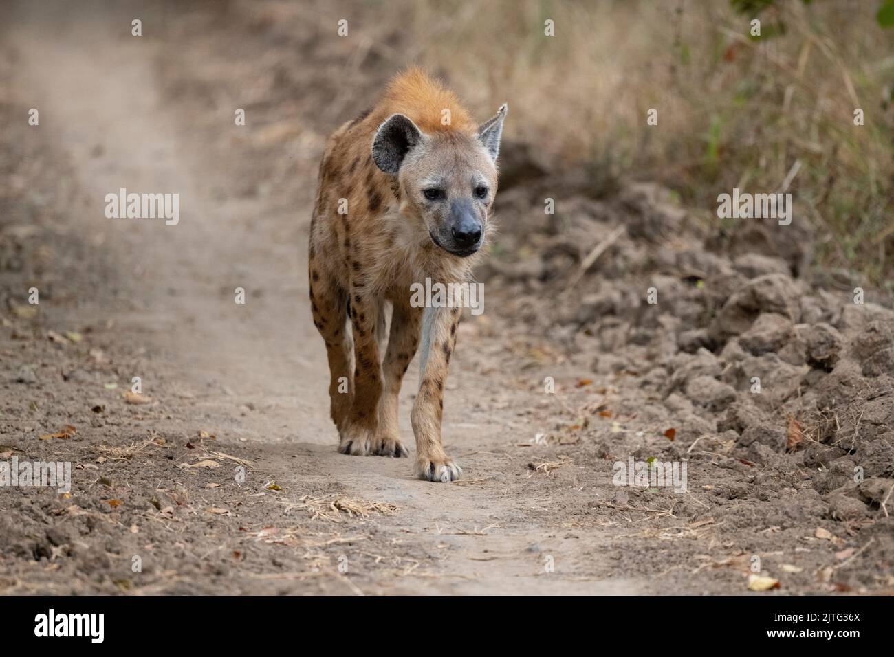 Zambia, South Luangwa National Park. Spotted hyena walking on road (WILD: Crocuta crocuta) Stock Photo