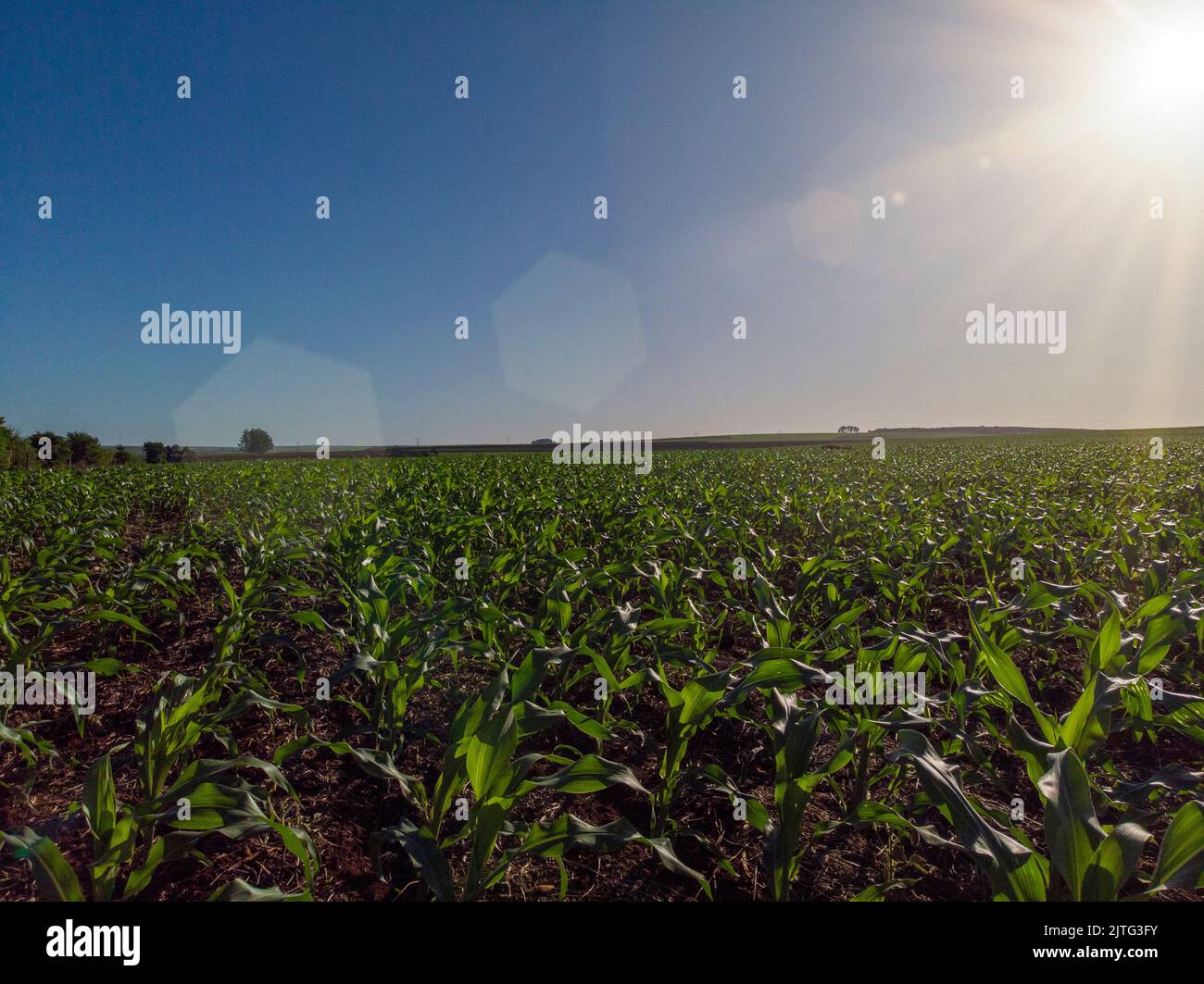 Corn field, aerial over the rows of corn stalks, excellent growth