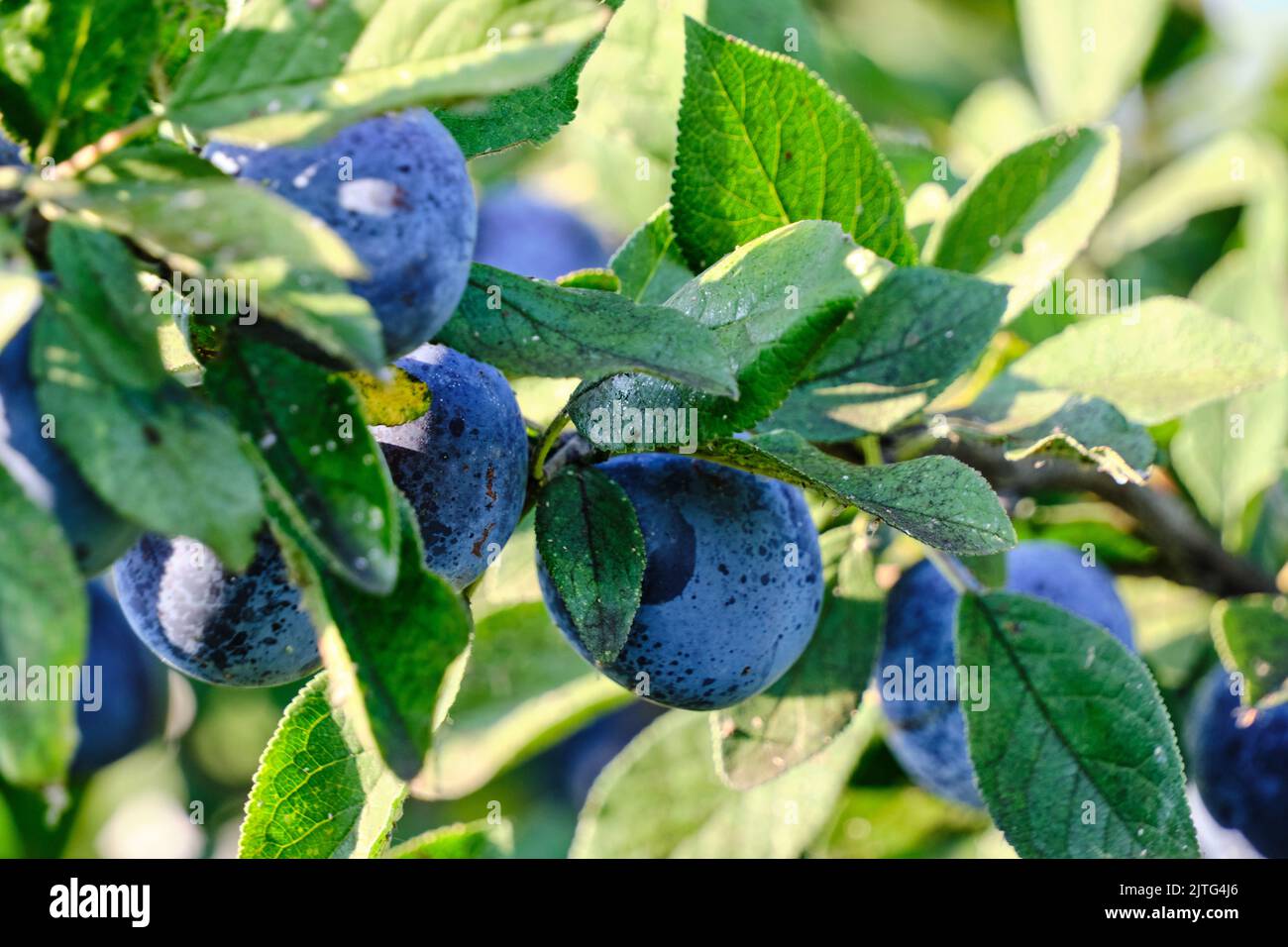 Fruits ripening hi-res stock photography and images - Alamy