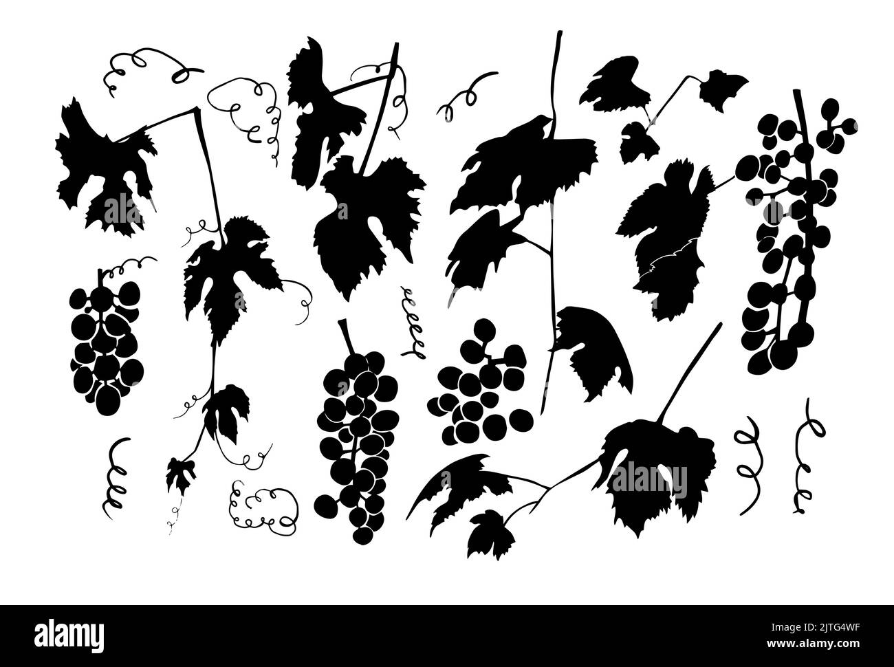 Set of grapes silhouette. Vector illustration Stock Vector Image & Art
